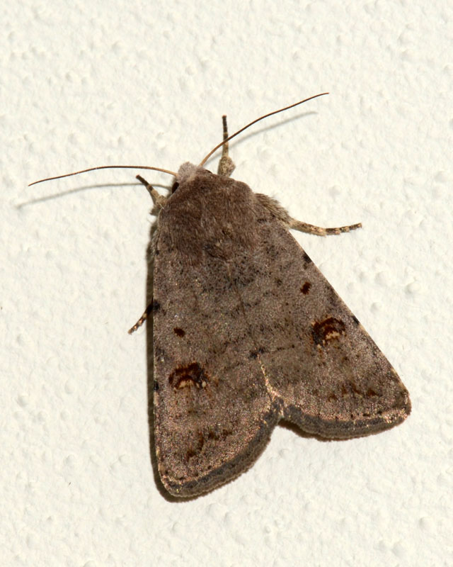 Noctuidae 1